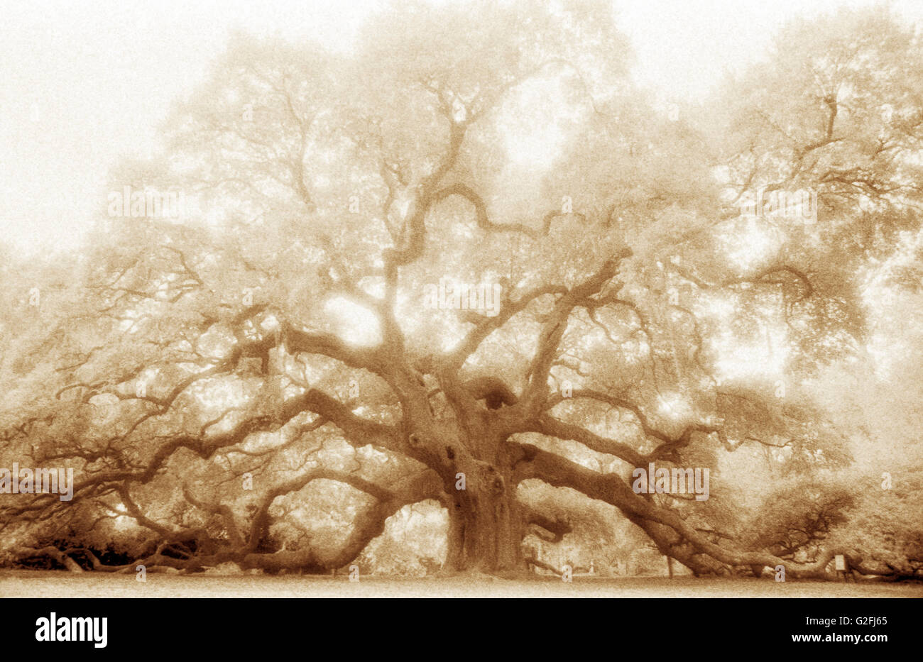Mystical Angel Oak Tree Stock Photo