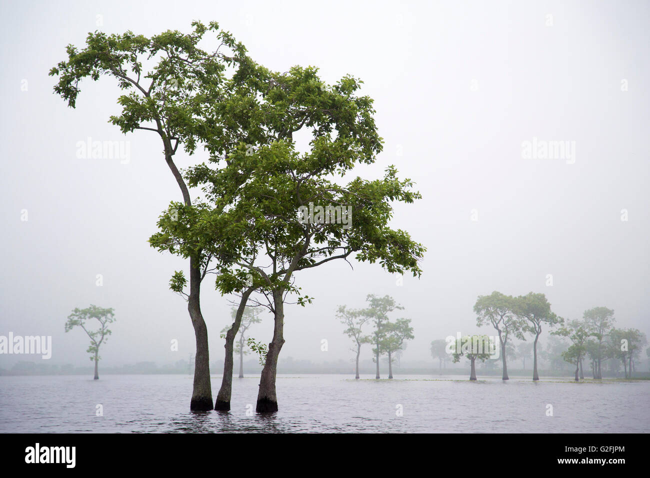 Tupelo trees (Nyssa aquatica) in morning mist at Miller's Lake in Louisiana Stock Photo