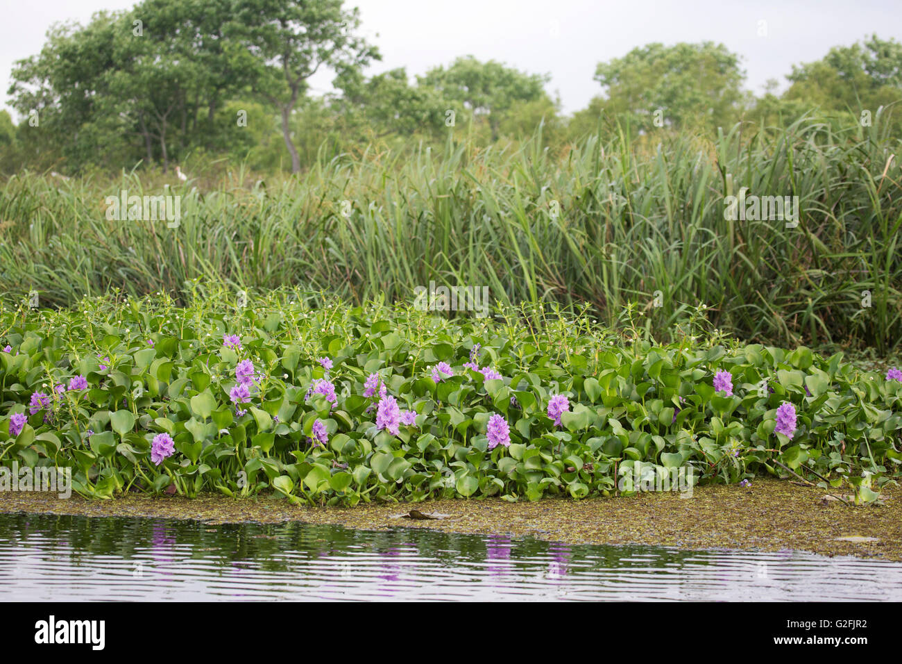 Water hyacinth (Eichhornia crassipes) in manmade lake Stock Photo