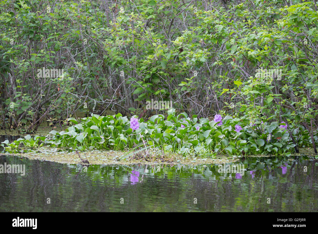 Invasives aquatic plants hi-res stock photography and images - Alamy