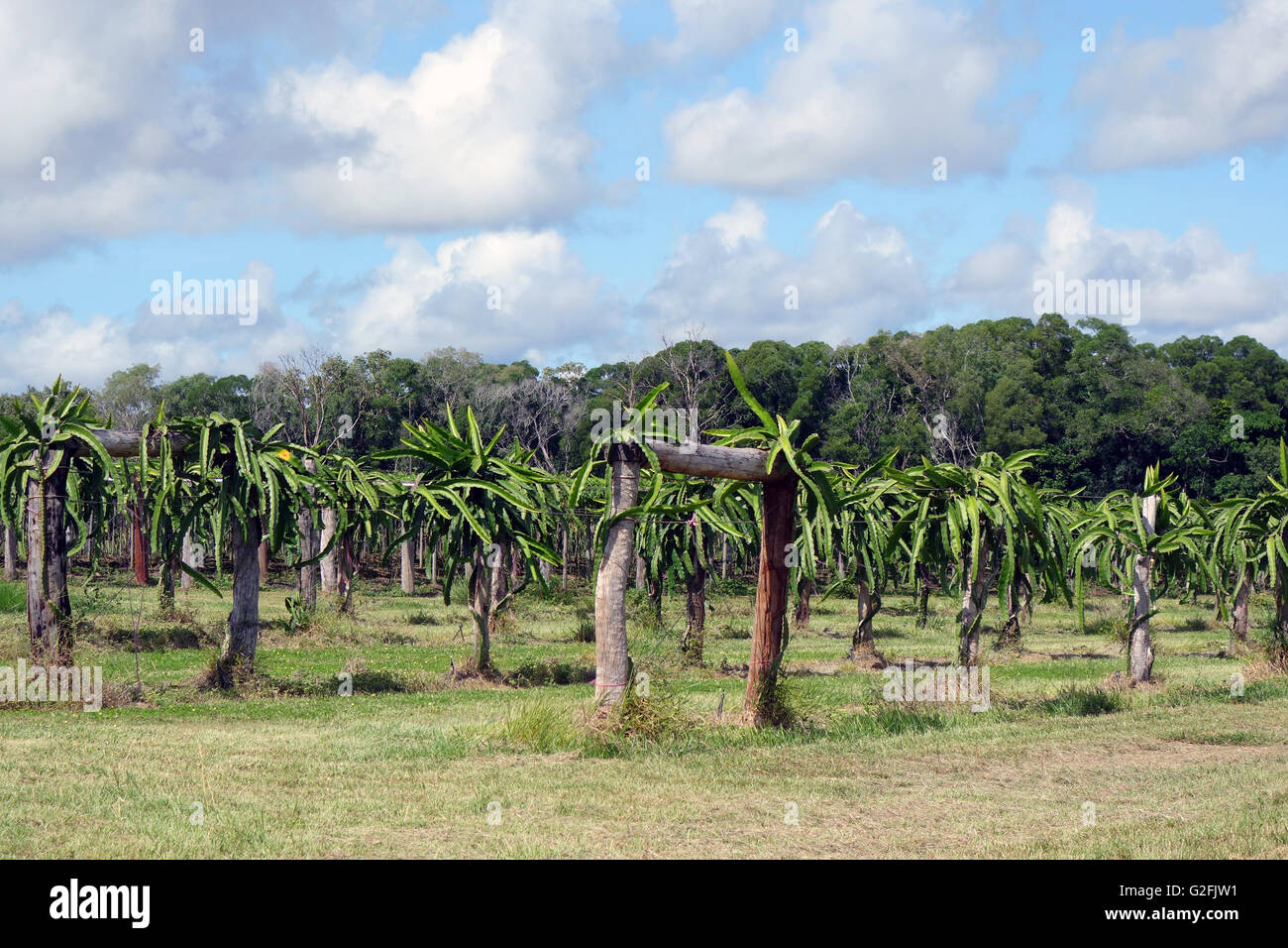 Dragonfruit orchard, north of Cooktown, Cape York Peninsula, Queensland, Australia. No PR Stock Photo