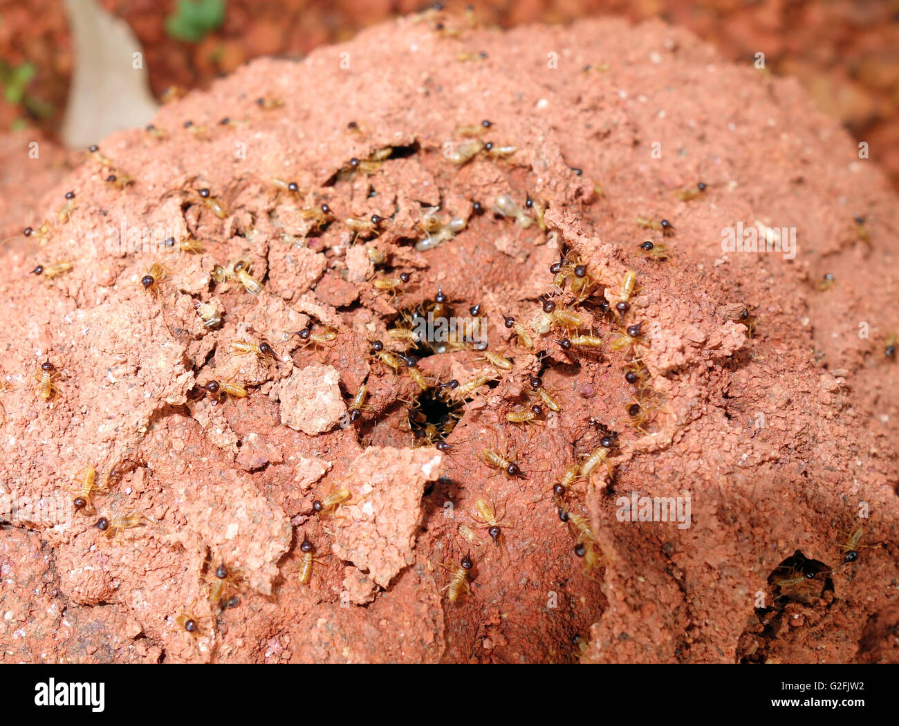 Termites beginning repairs to damage to external mound wall, Cape York Peninsula, Queensland, Australia Stock Photo