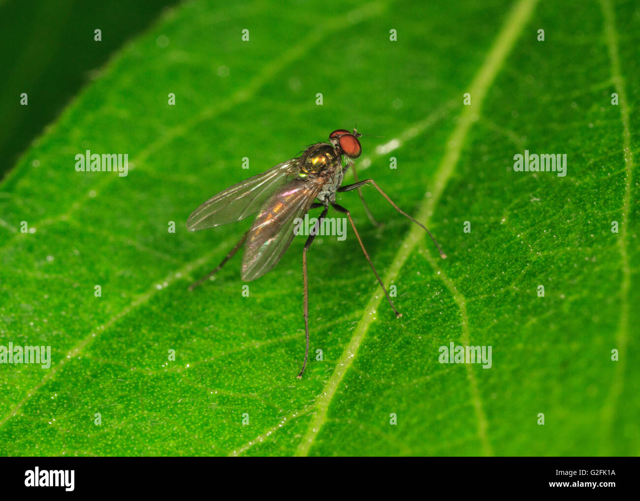 Long-legged fly (Condylostylus sp.) on leaf. Stock Photo