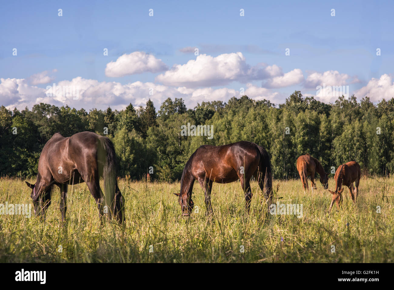 group of chestnut horses graze in a paddock Stock Photo - Alamy