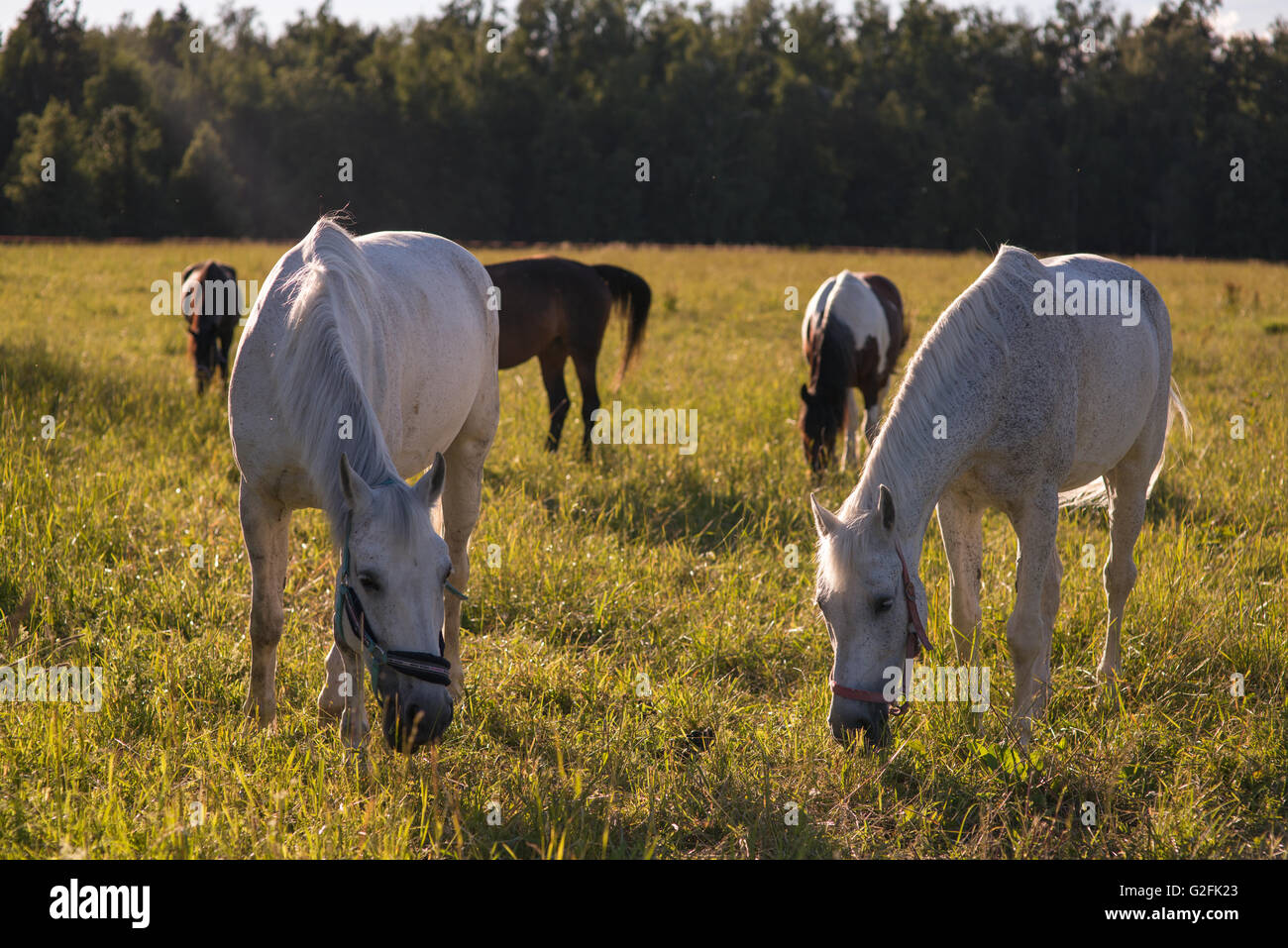 group of chestnut and white horses graze in a paddock Stock Photo - Alamy