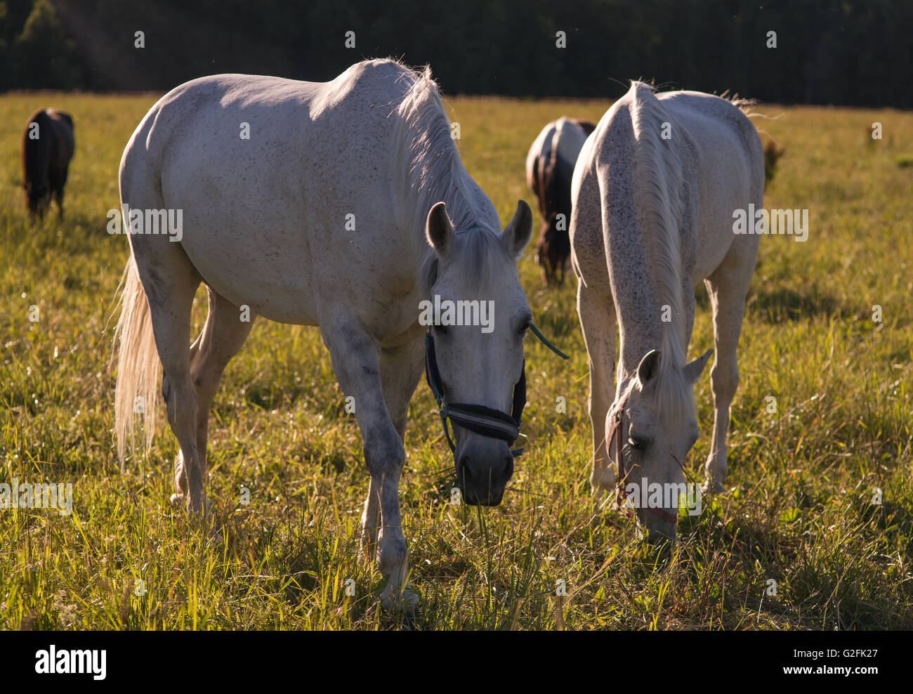 group of chestnut and white horses graze in a paddock Stock Photo - Alamy
