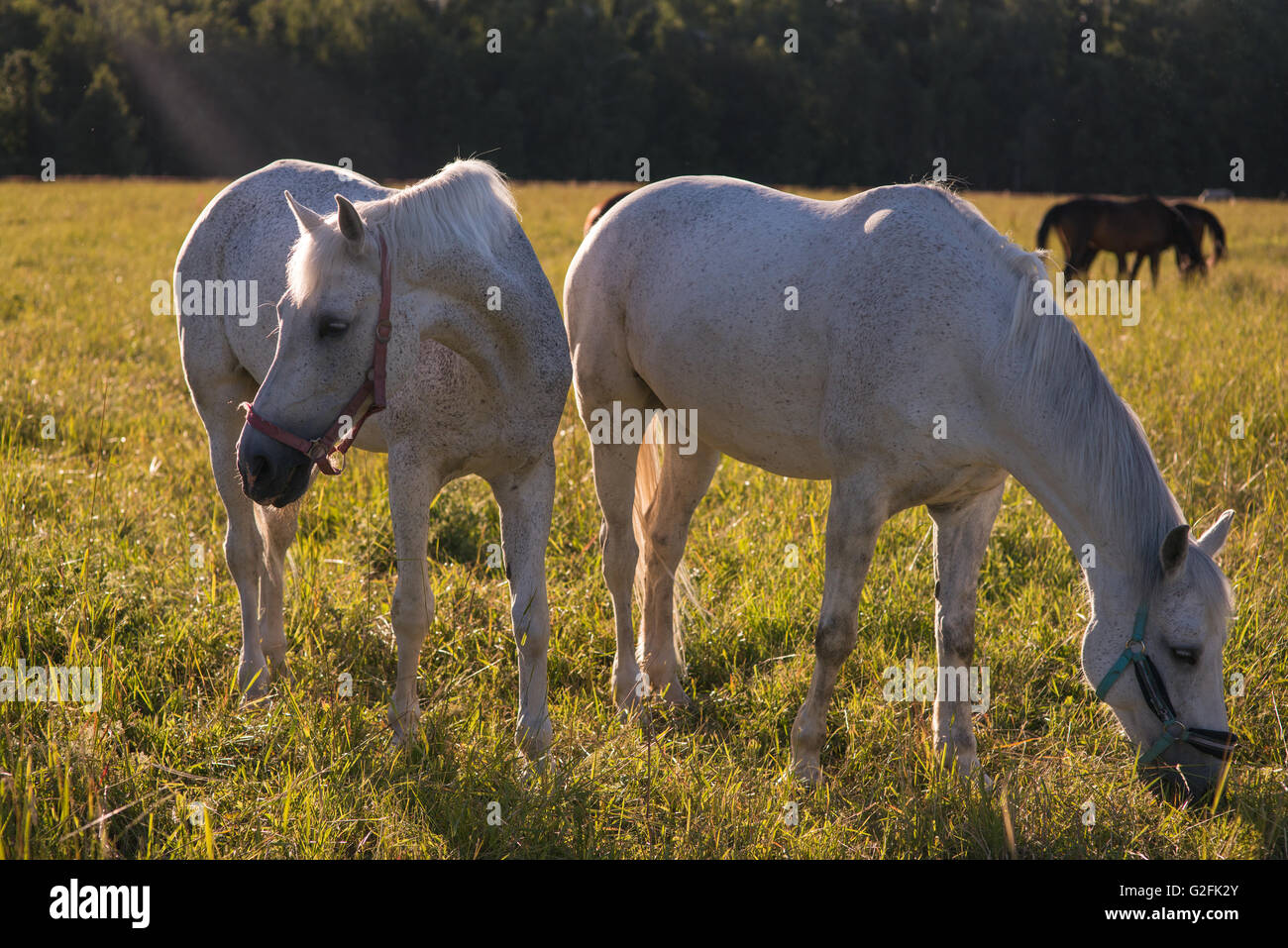 group of chestnut and white horses graze in a paddock Stock Photo - Alamy