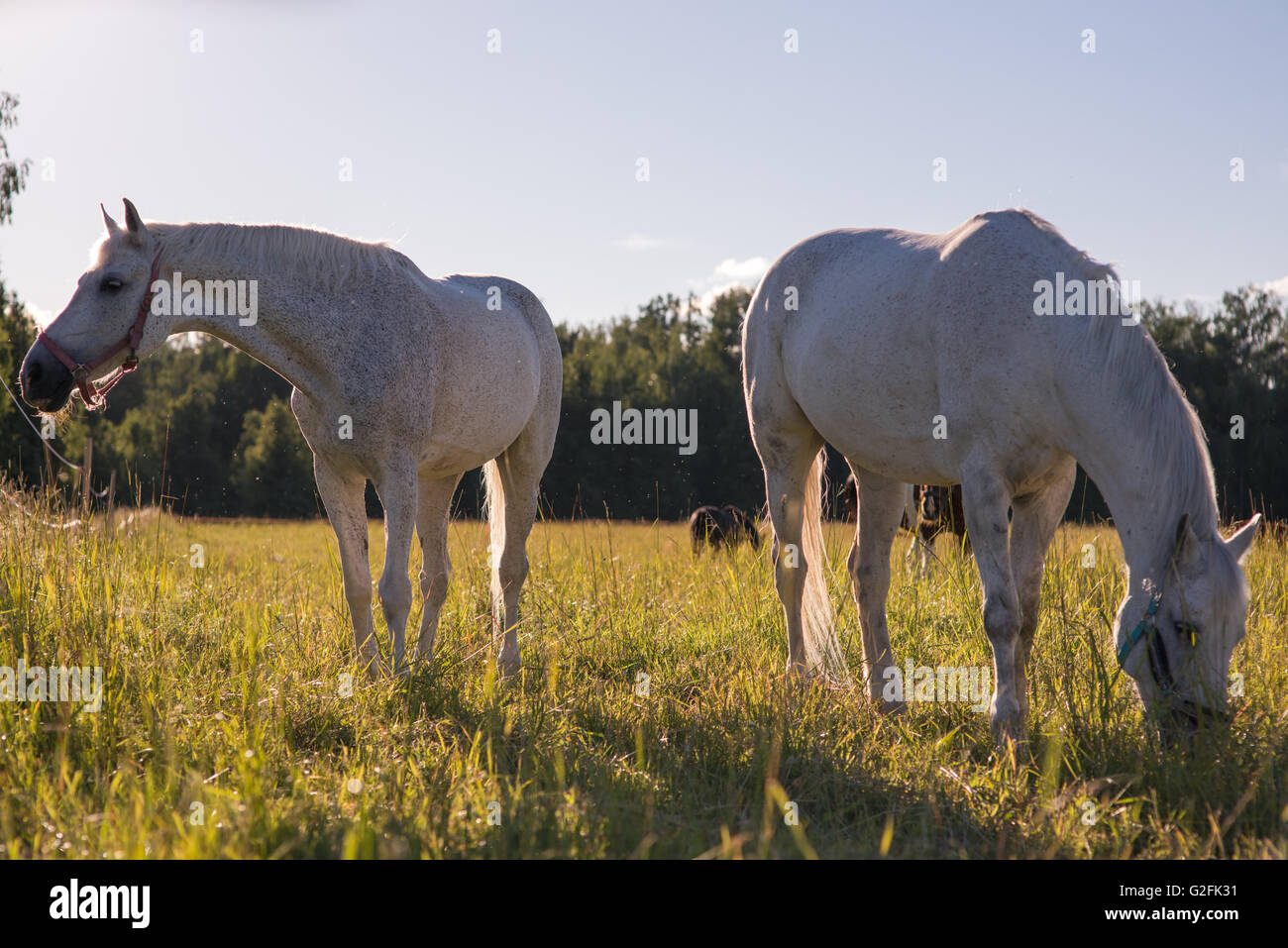couple of white horses graze in a paddock Stock Photo - Alamy