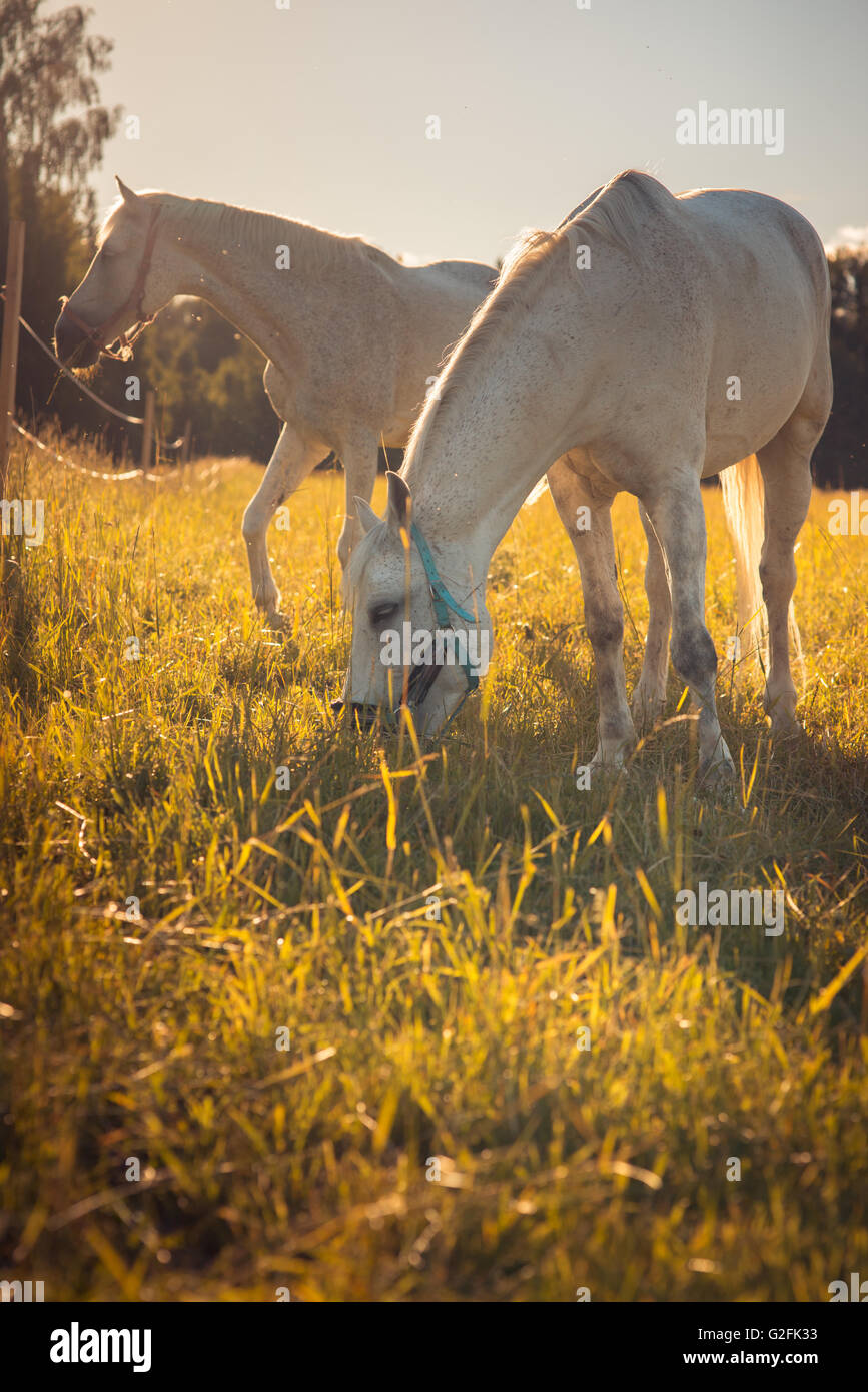 couple of white horses graze in a paddock Stock Photo - Alamy