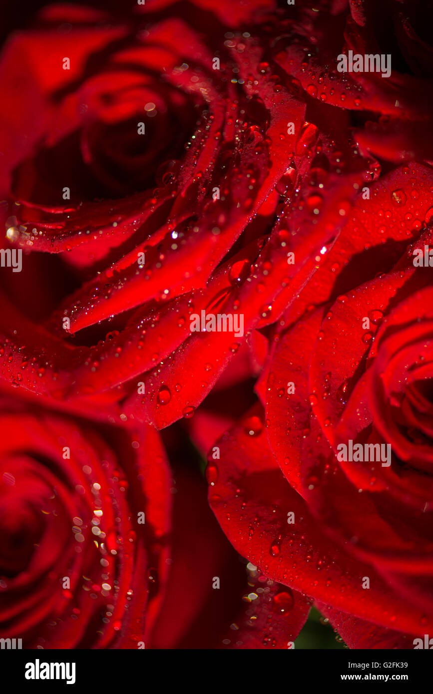 Macro photo of a rose with water droplets Stock Photo - Alamy