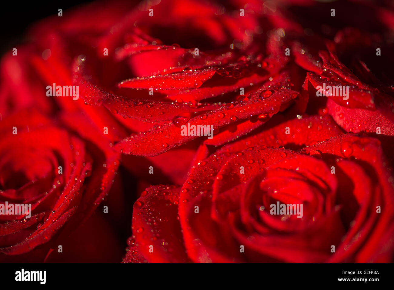 Macro photo of a rose with water droplets Stock Photo - Alamy