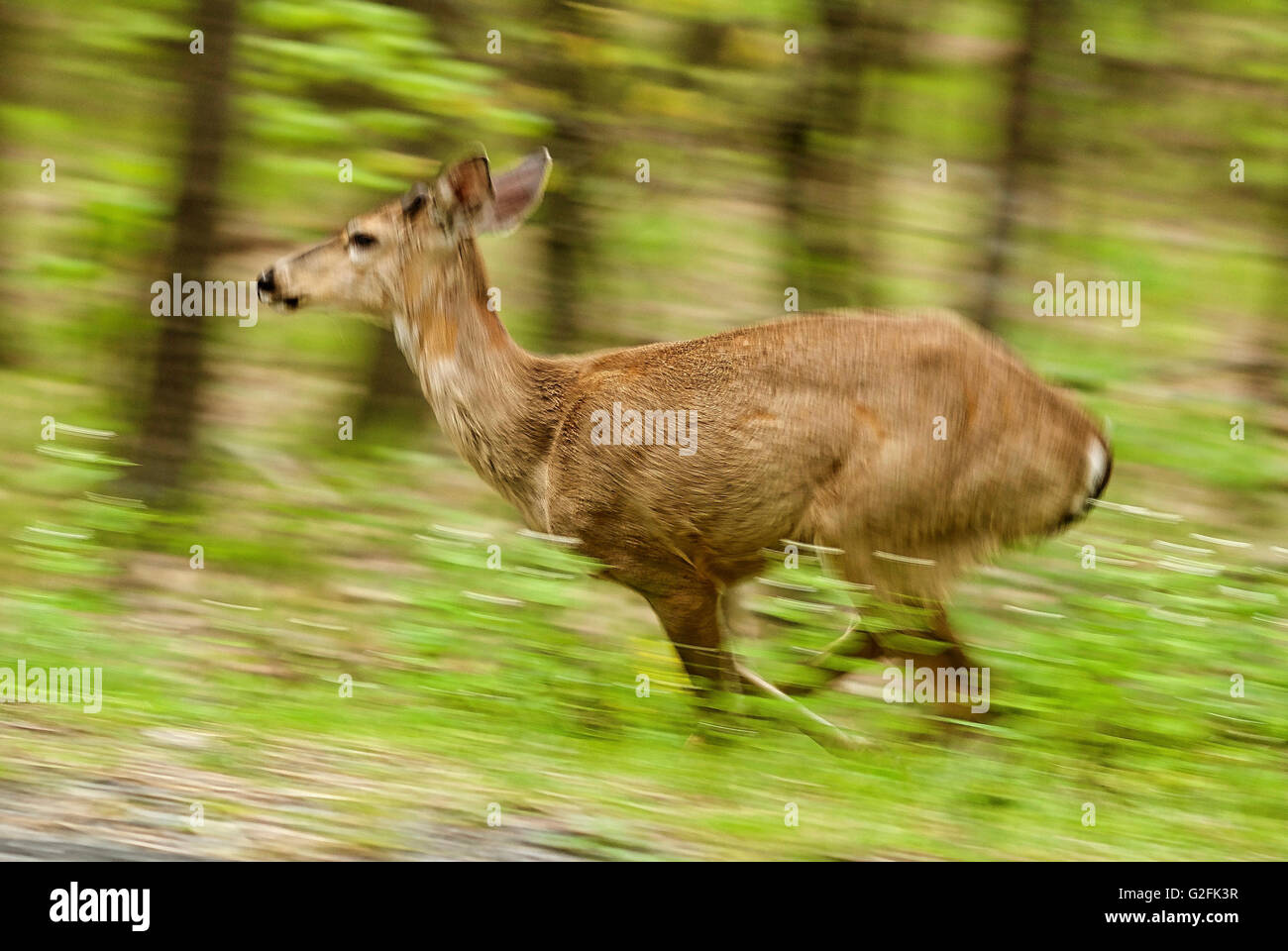 Deer running through the forest using blur motion to show movement