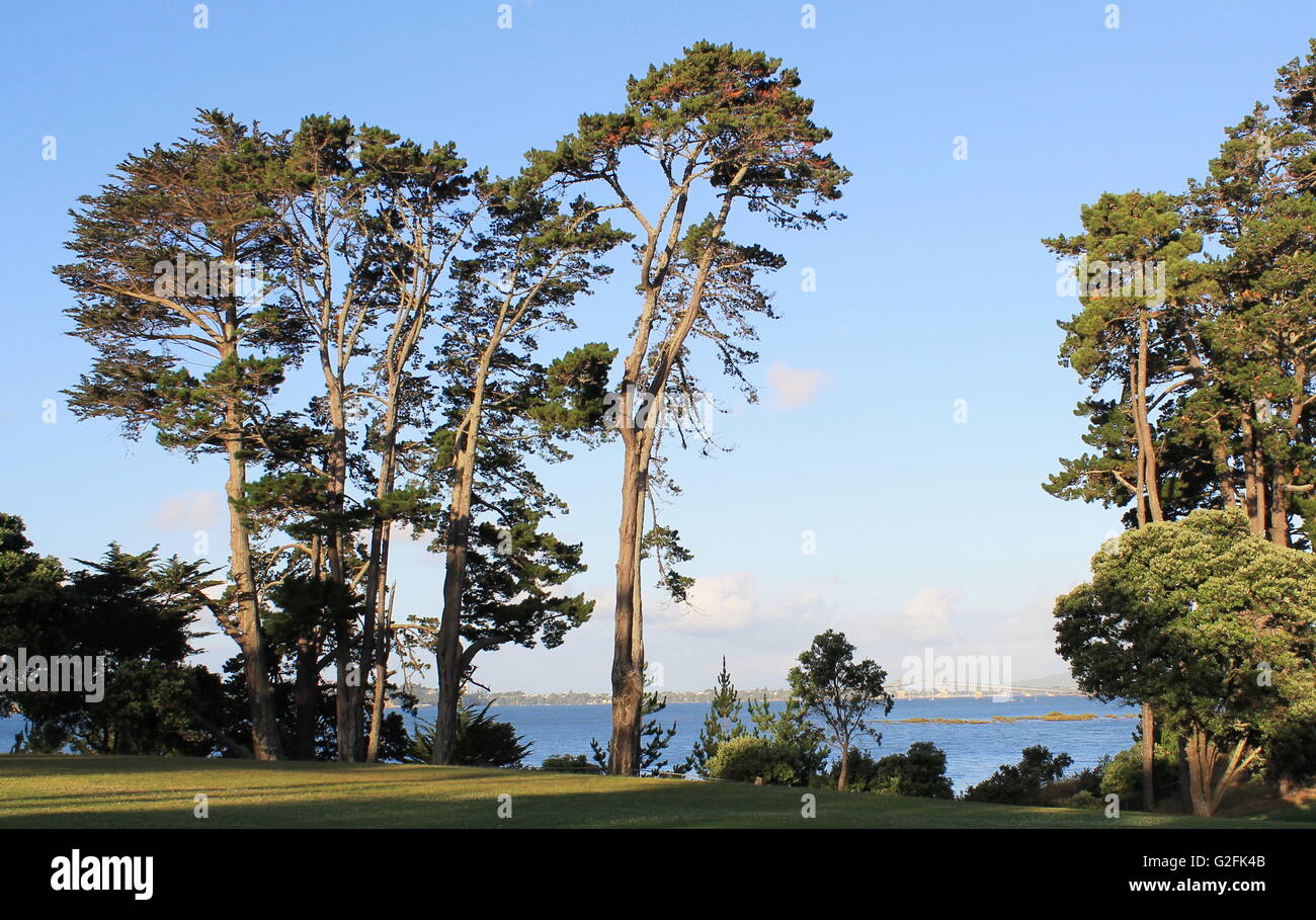 Tall trees at Coyle Park in Pt. Chevalier, Auckland, New Zealand Stock