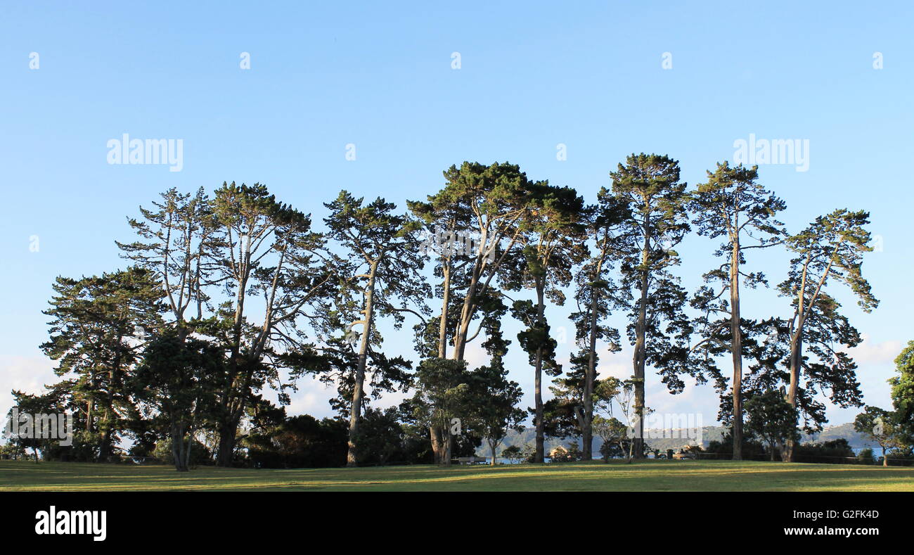 Stand of tall trees at Coyle Park in Pt Chevalier, Auckland, New Zealand Stock Photo