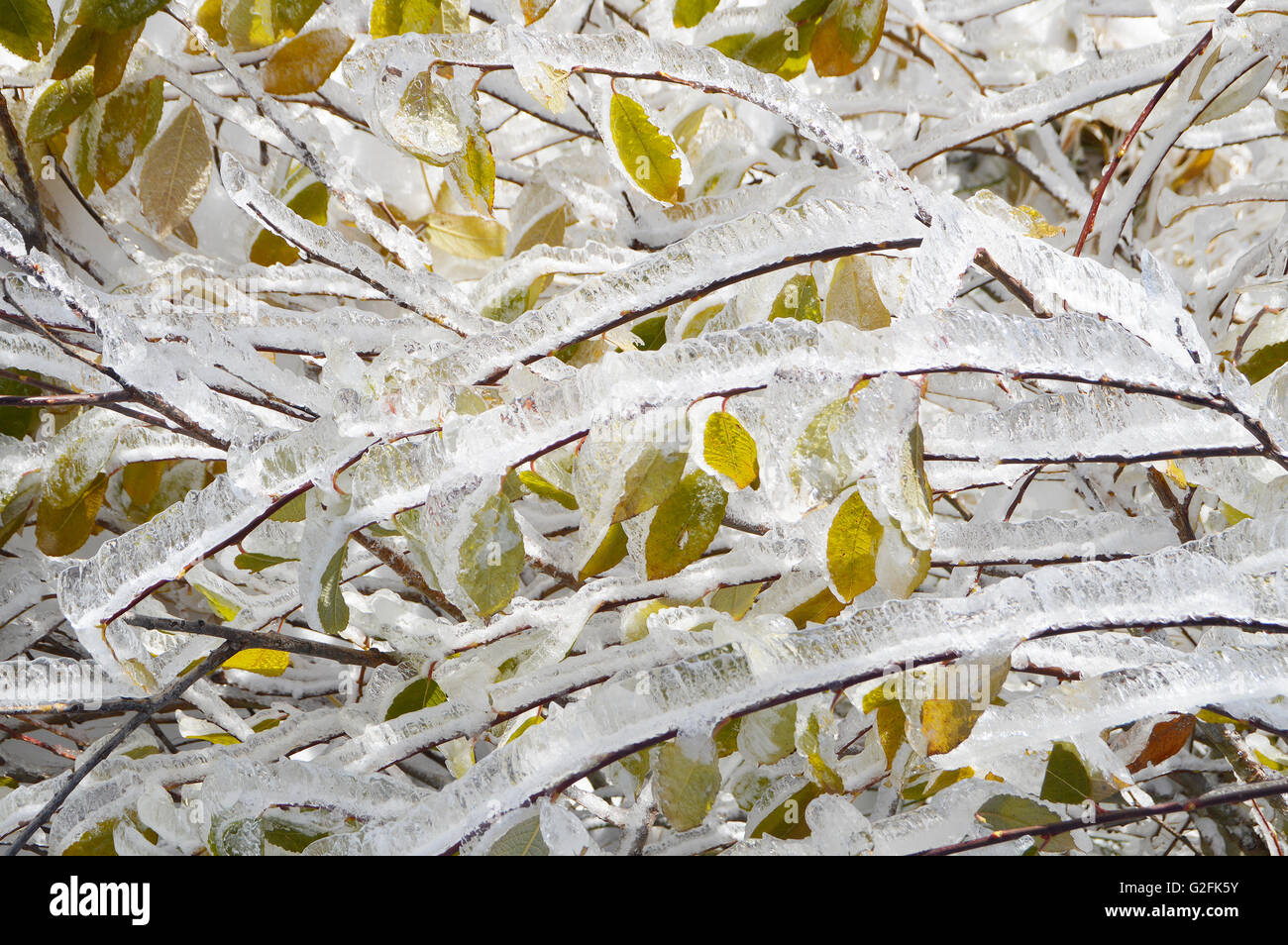 Ice Covered Colourful Autumn Leaves Stock Photo