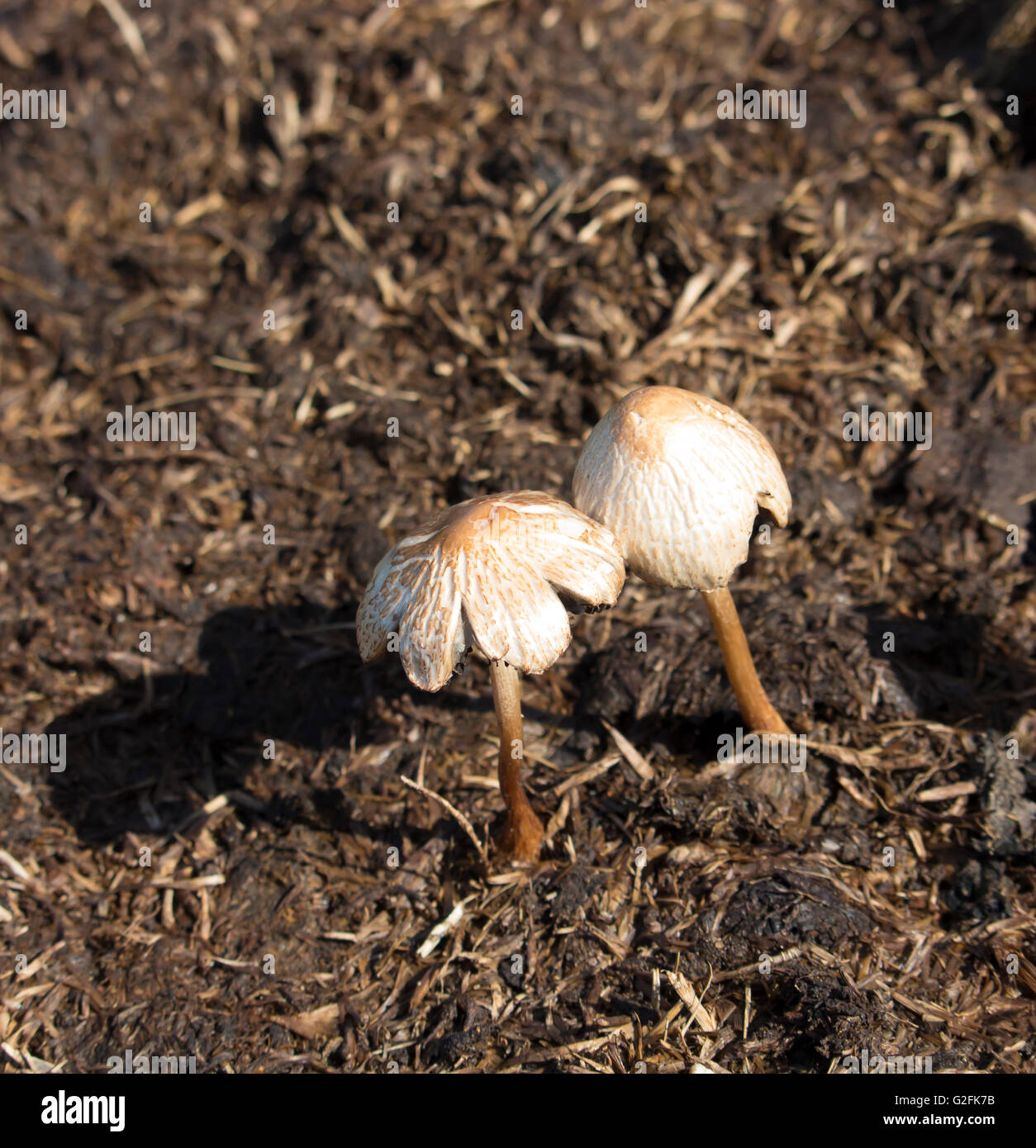 Australian mushrooms being the fleshy, sporebearing fruiting body of a