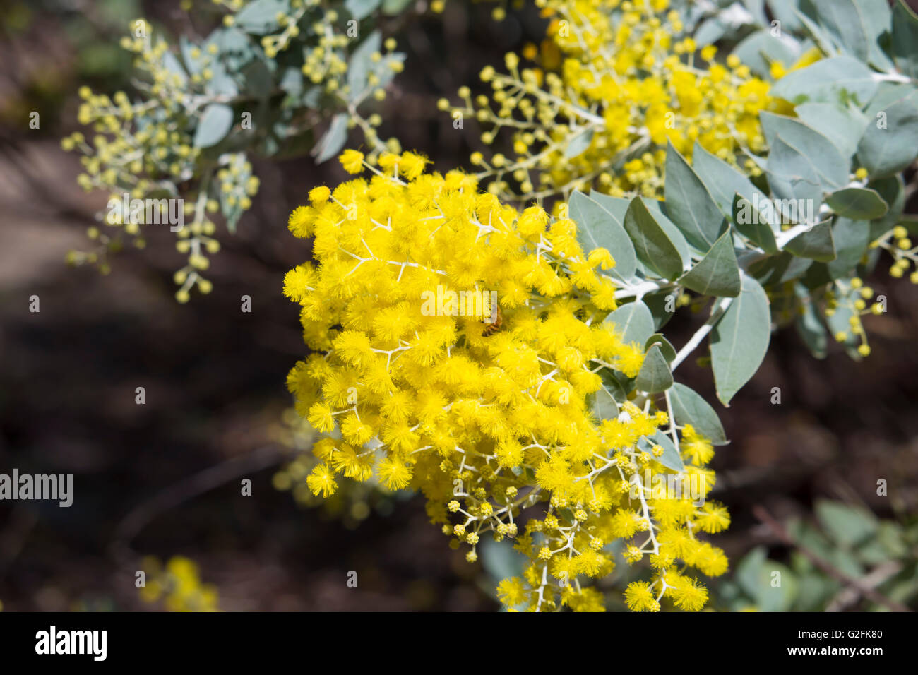 Yellow fragrant fluffy balls of Cootamundra wattle Acacia baileyana