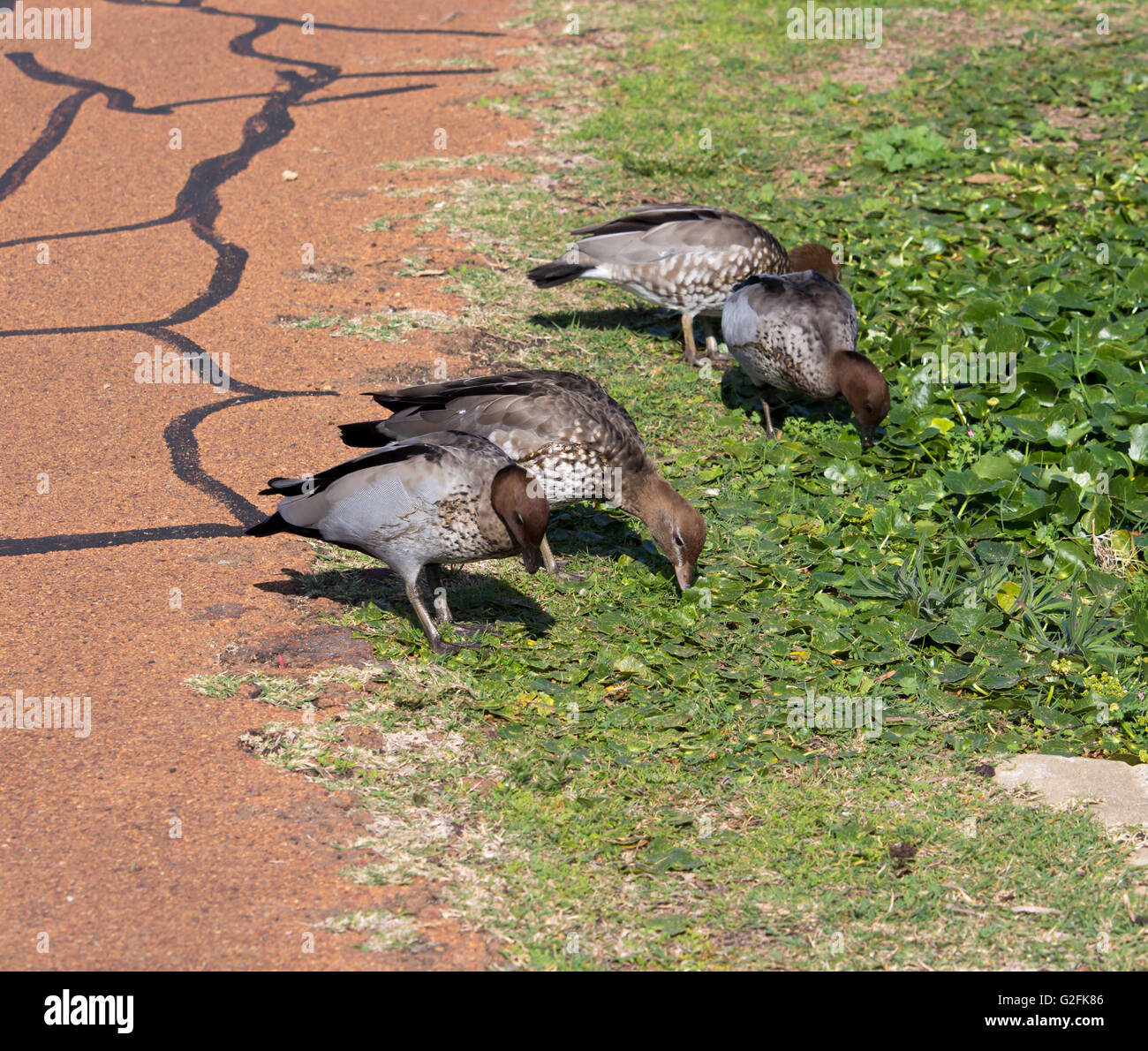 Australian wood ducks jubata eating grass in a green field