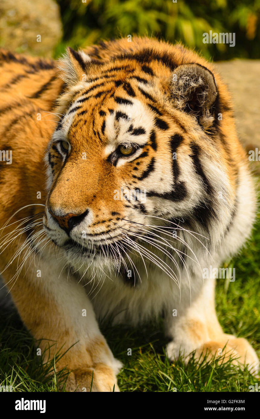 Amur Tiger (Panthera tigris altaica) under controlled conditions at the ...