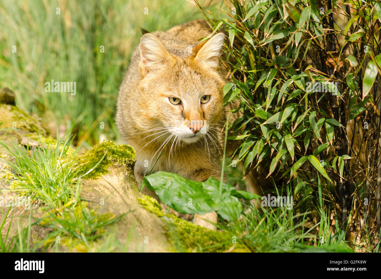 Jungle Cat (Felis chaus) under controlled conditions at Wildlife