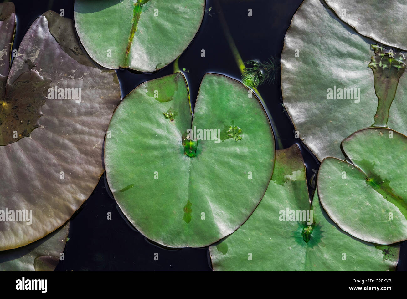 Large lily pads floating gently in garden pond Stock Photo Alamy