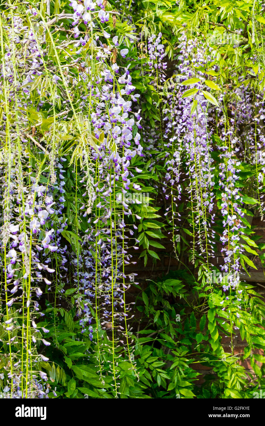 Delicate purple wisteria flowers in a waterfall effect Stock Photo