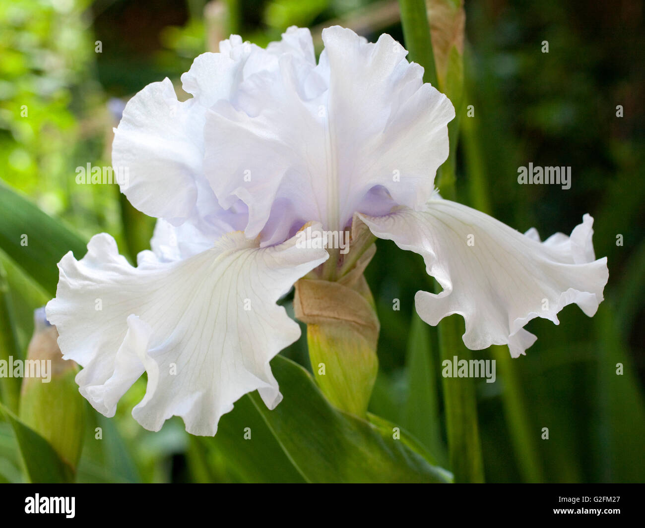 Blooming white Iris in garden Stock Photo
