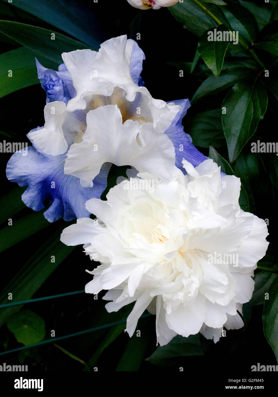 Iris and Peony  flowering in Garden Stock Photo