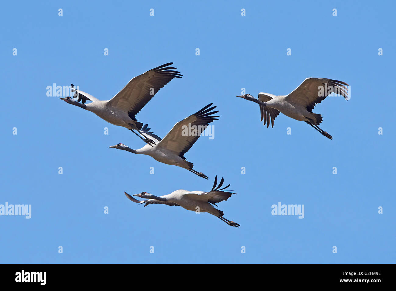 Common cranes in flight with blue skies in the background Stock Photo