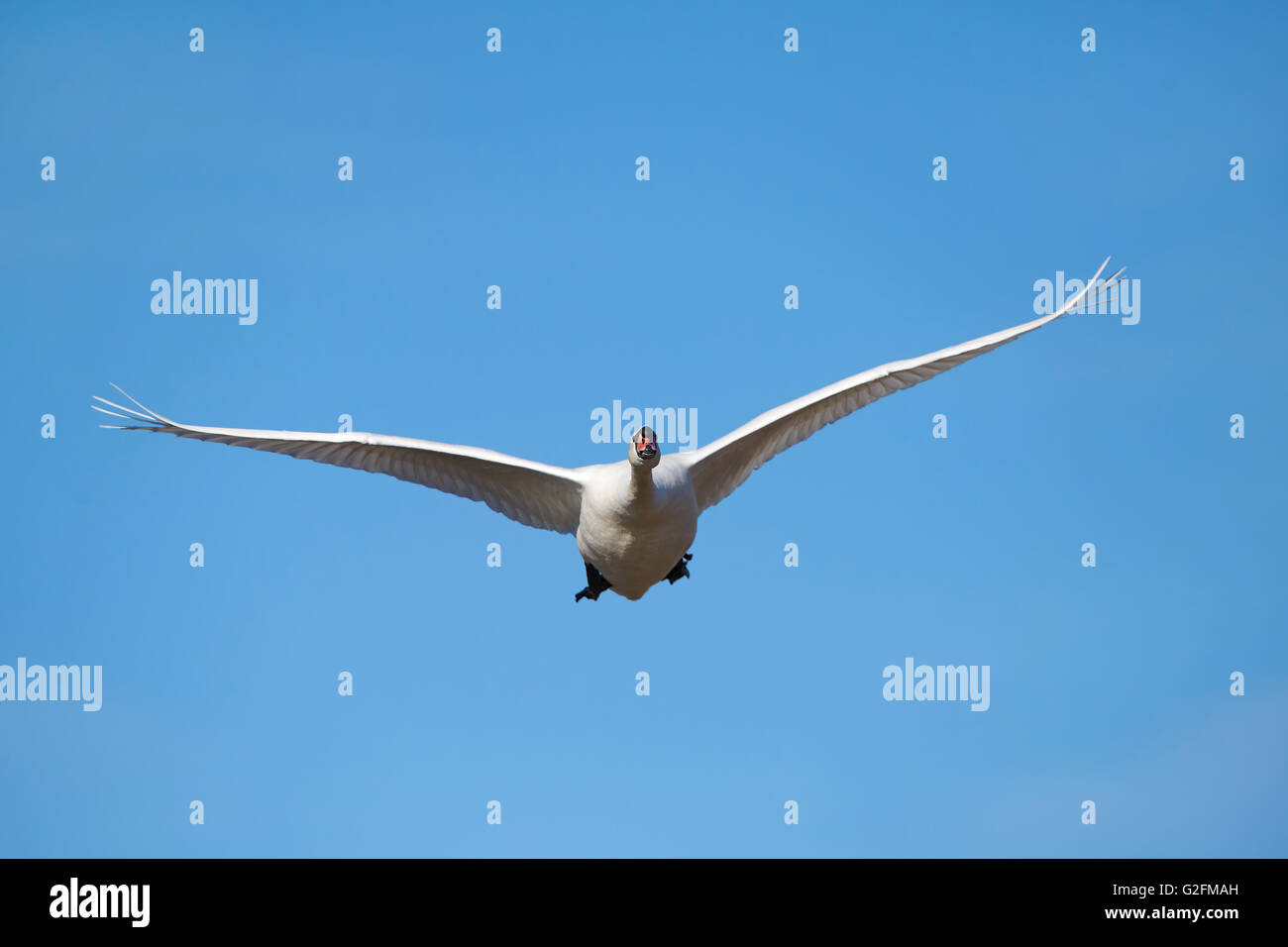 Mute swan in flight seen from the front with blue skies in the background Stock Photo