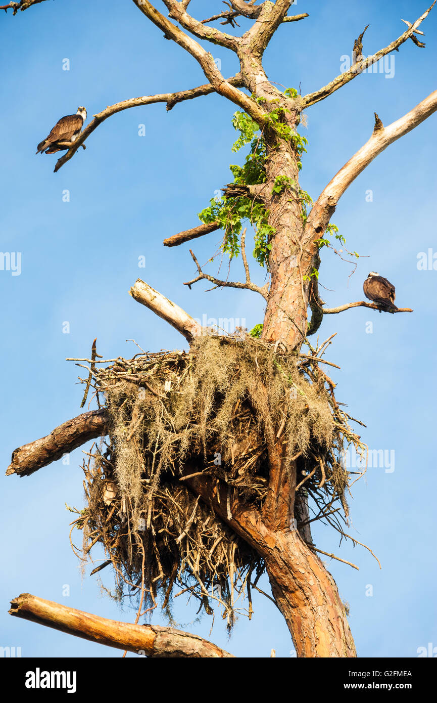 Ospeys (also known as fish eagles or sea hawks) above a large nest in Ponte Vedra Beach, Florida, near TPC Sawgrass. (USA) Stock Photo