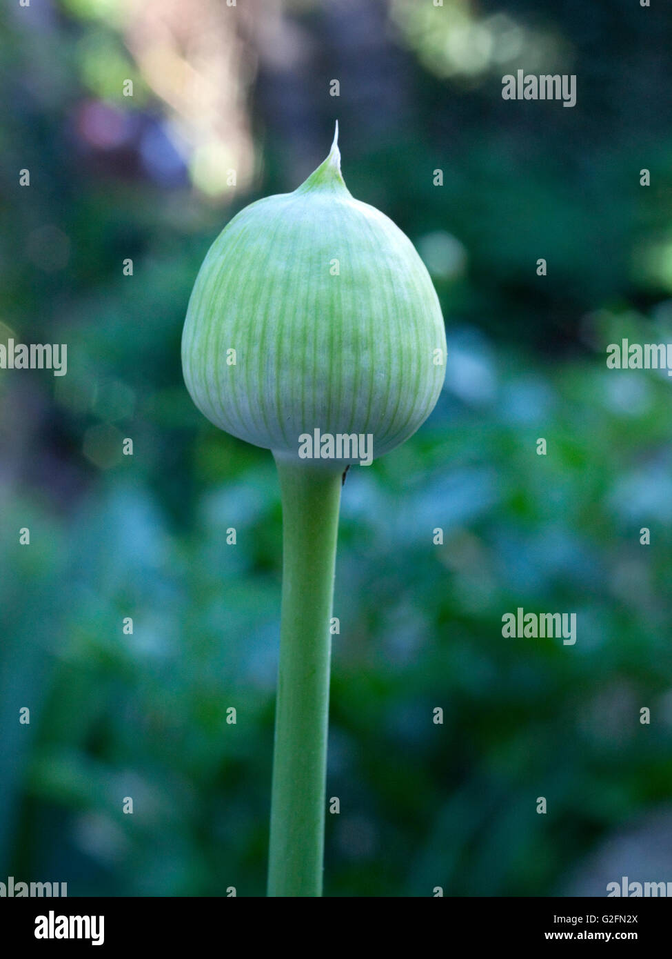 bud of flowering Allium Stock Photo