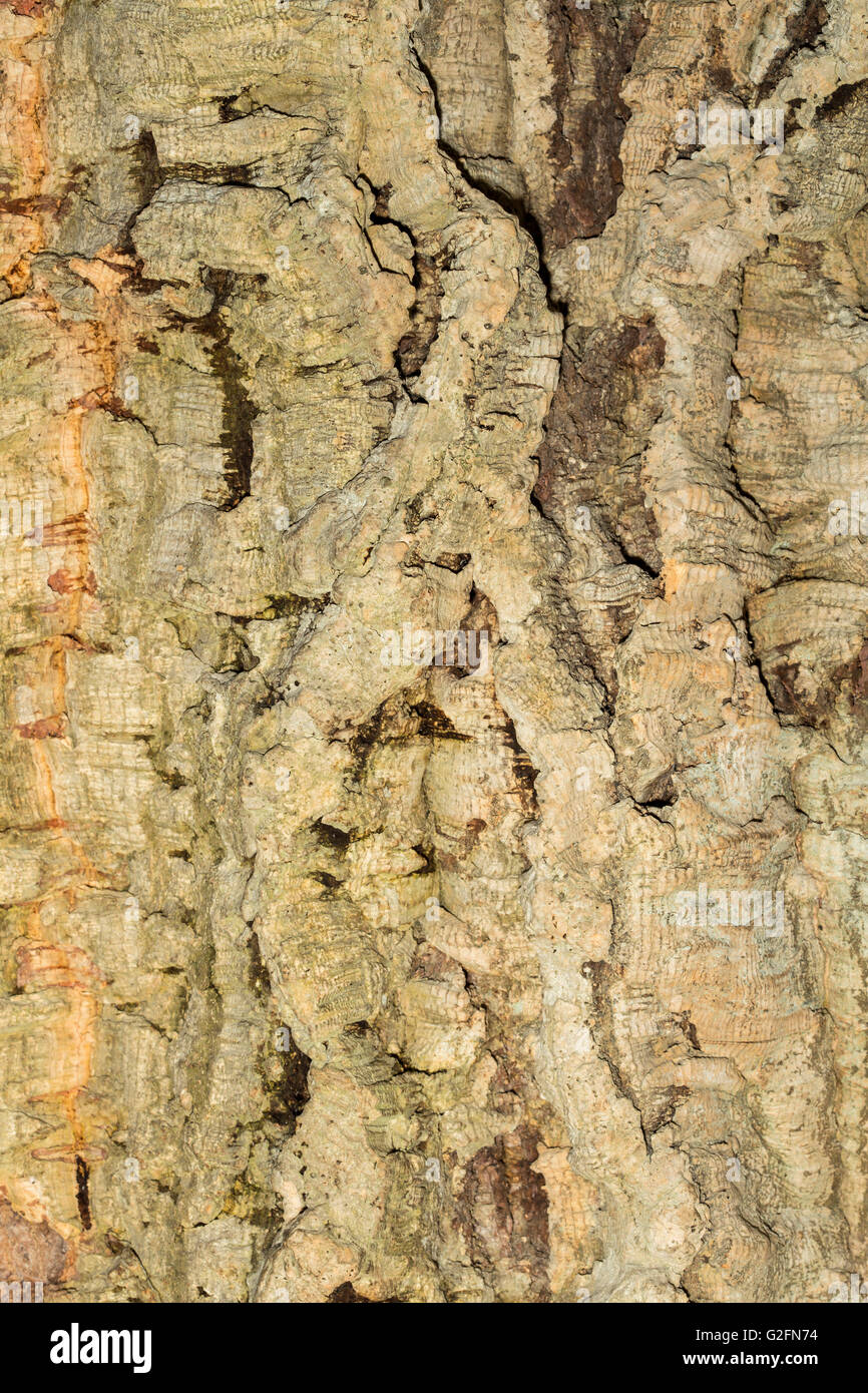 Background of a bark from a cork tree. Can be used as texture. Stock Photo