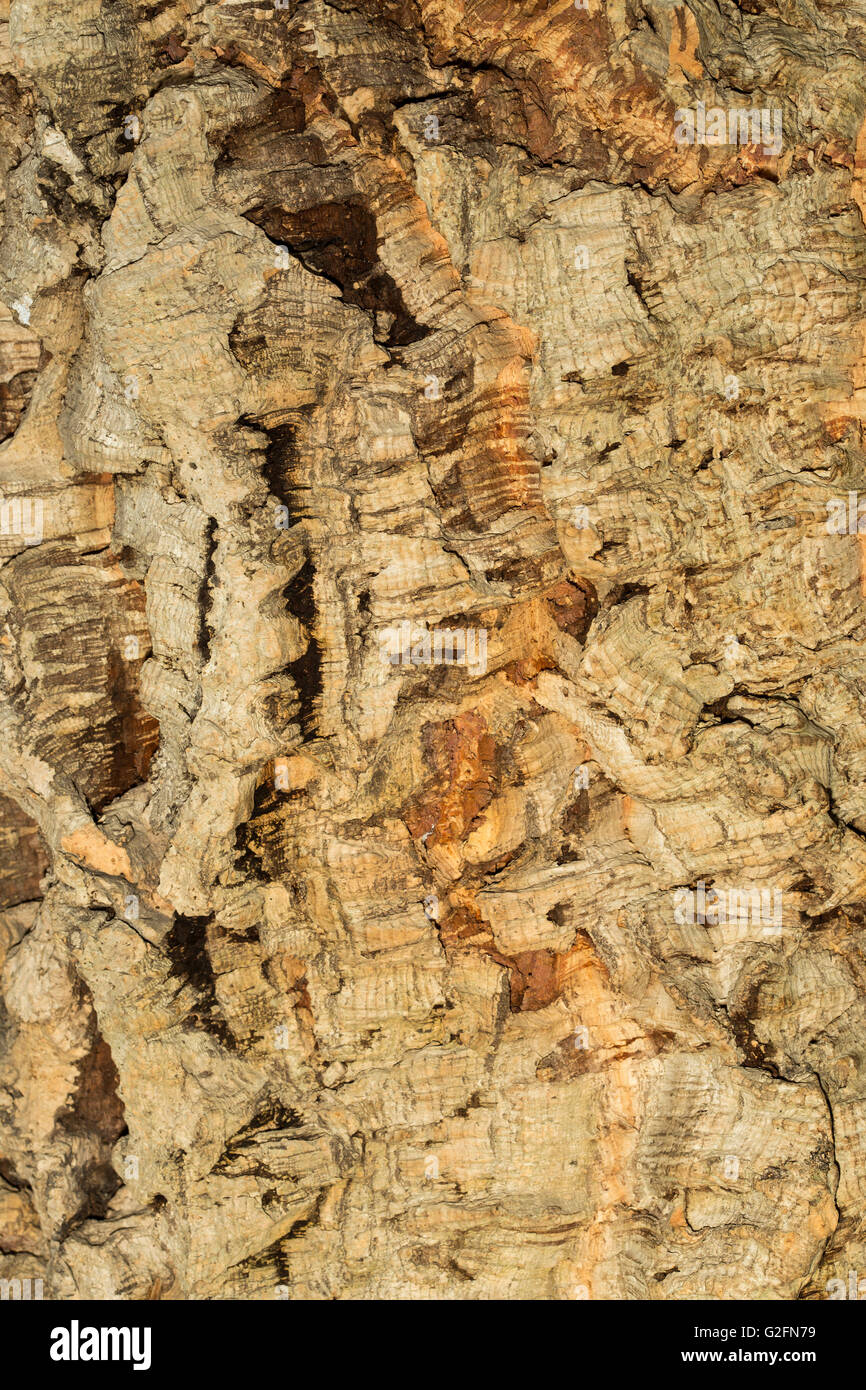 Closeup of a bark from a cork tree. Can be used as background or texture. Stock Photo