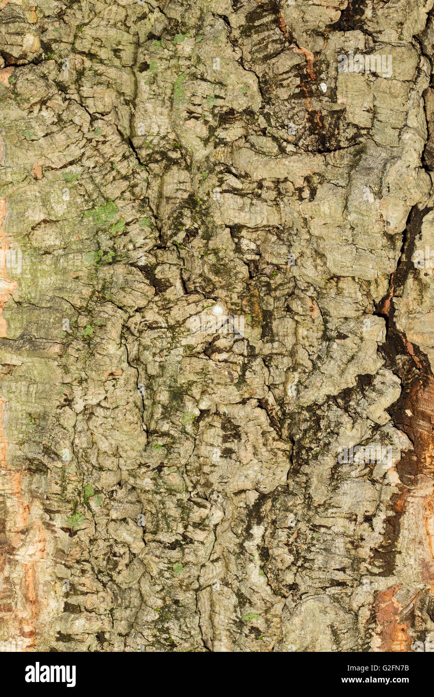 Bark of the cork hires stock photography and images Alamy