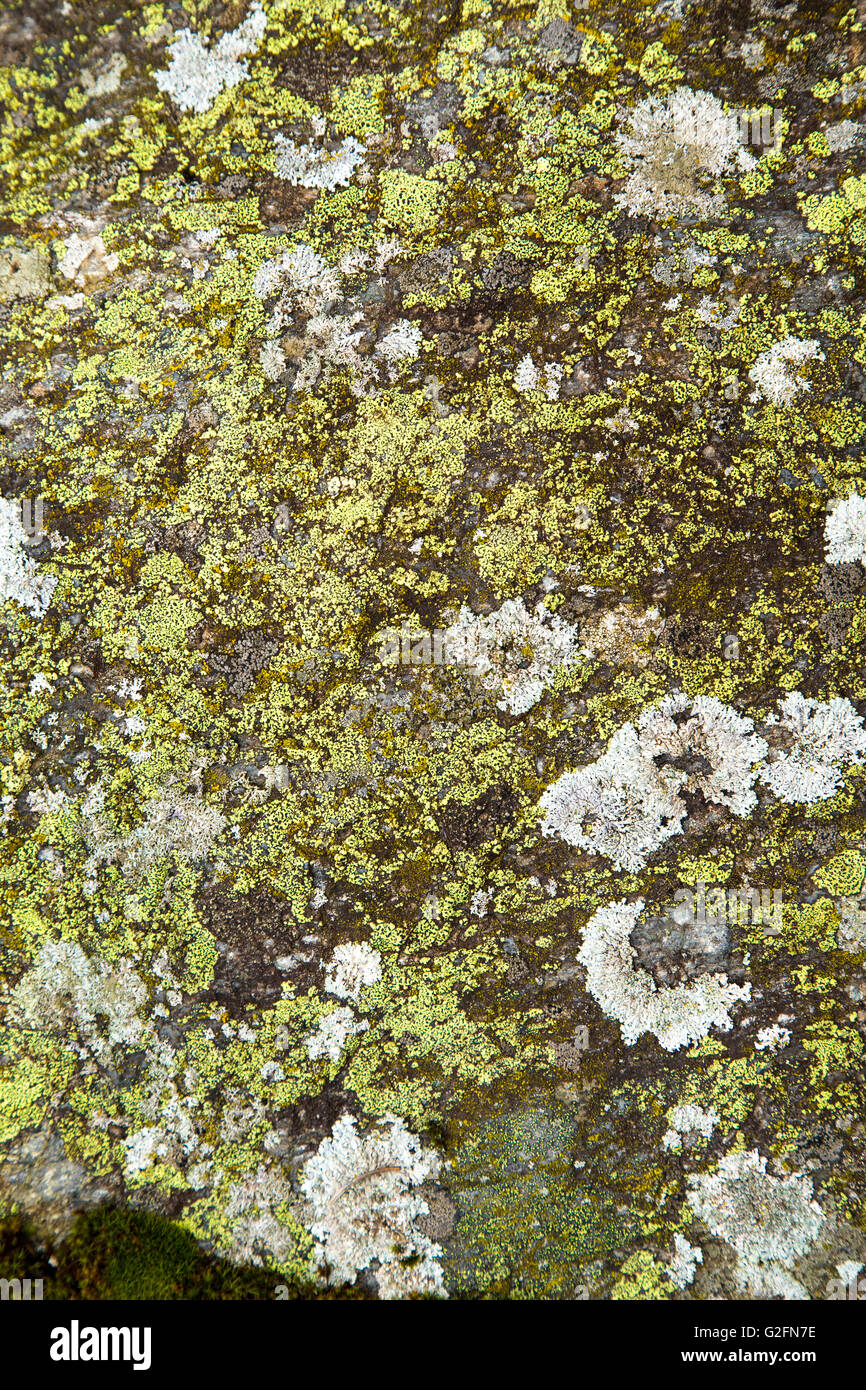 Textured surface of a stone covered by lichens Stock Photo