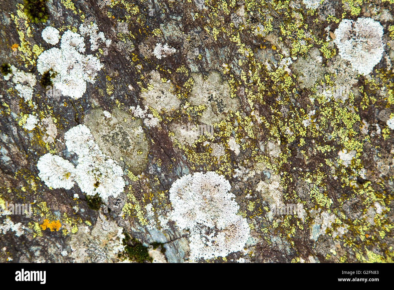 A stone surface colored by lichens Stock Photo