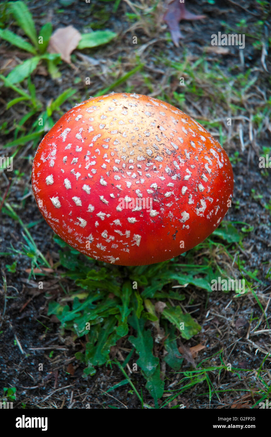 Amanita muscaria, commonly known as the fly agaric or fly amanita, is a fungus of Northern Hemisphere origin. Stock Photo