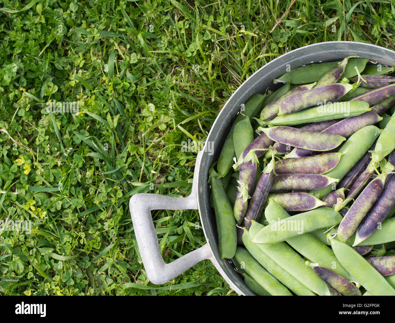 Fresh picked garden peas. Purple and green podded varieties. Stock Photo