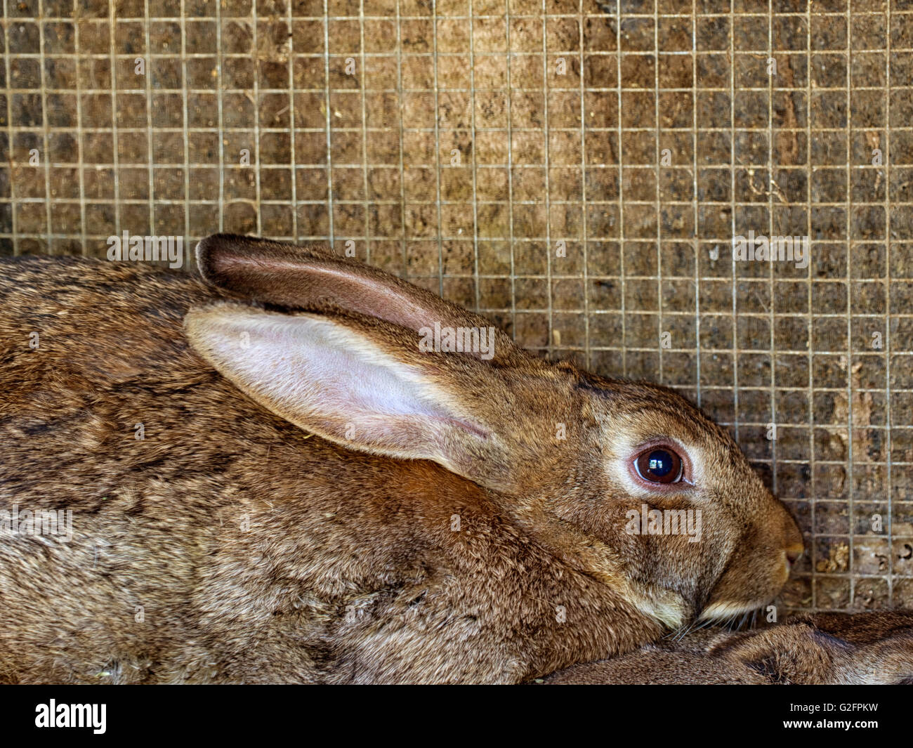Frightened brown rabbit in cage. For meat. Stock Photo
