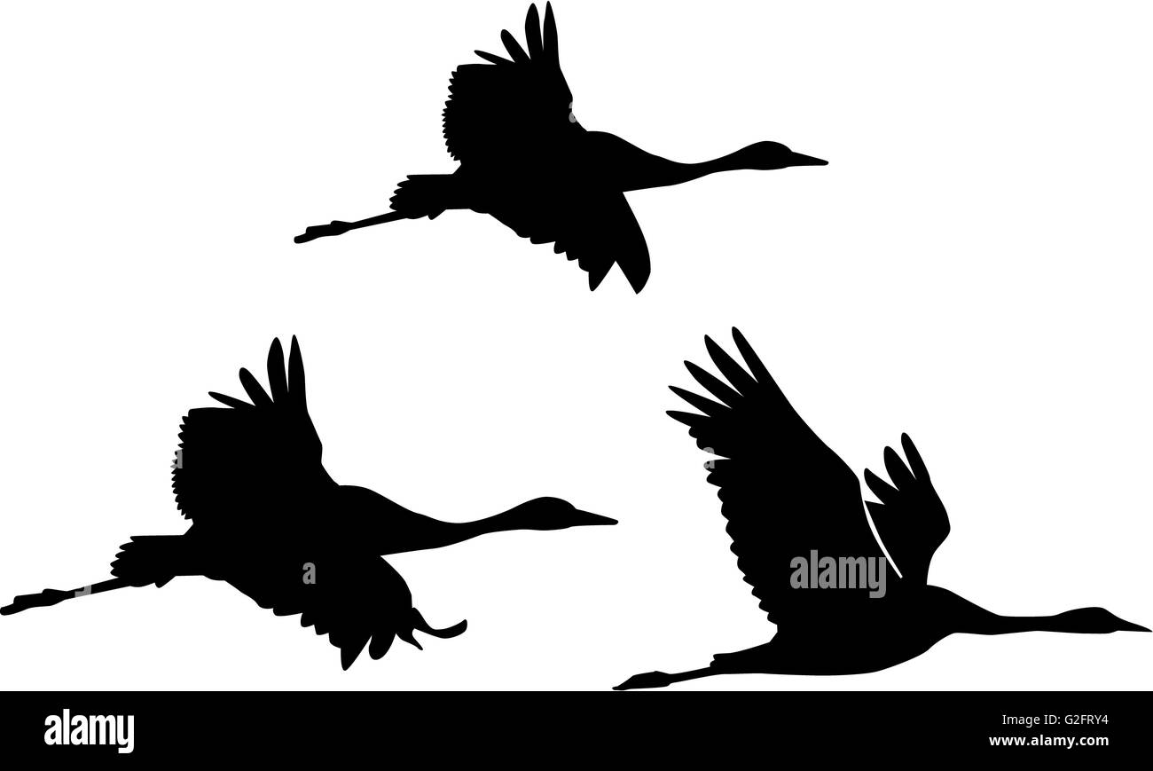 Group of Cranes Stock Photo Alamy