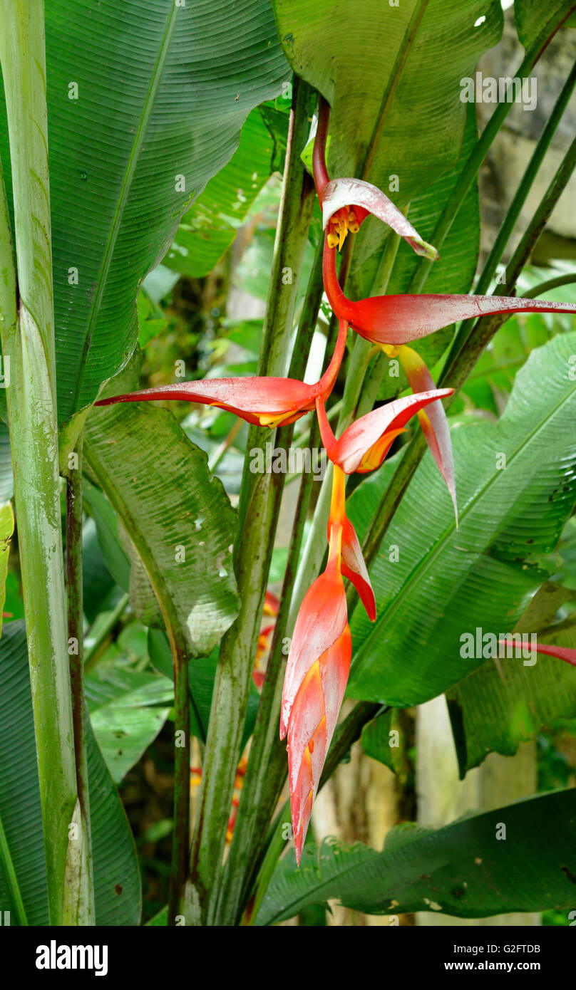 Heliconia flowers in the rainforest Stock Photo Alamy