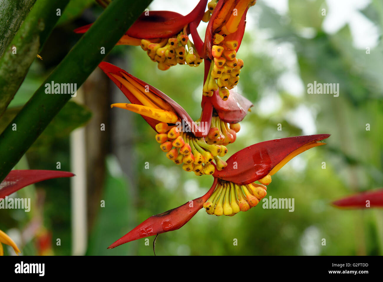 Heliconia flowers in the rainforest Stock Photo Alamy