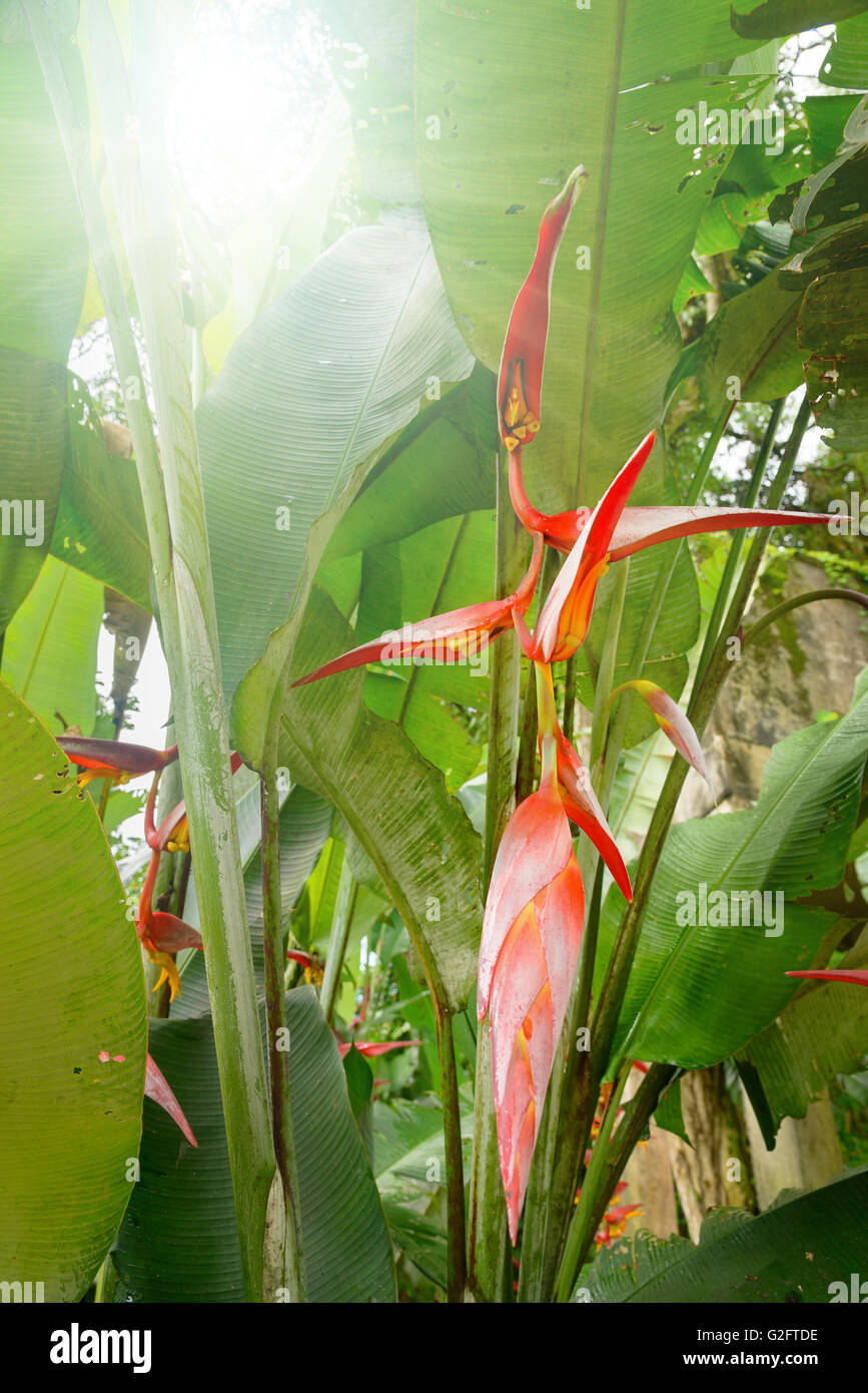 Heliconia flowers in the rainforest Stock Photo Alamy