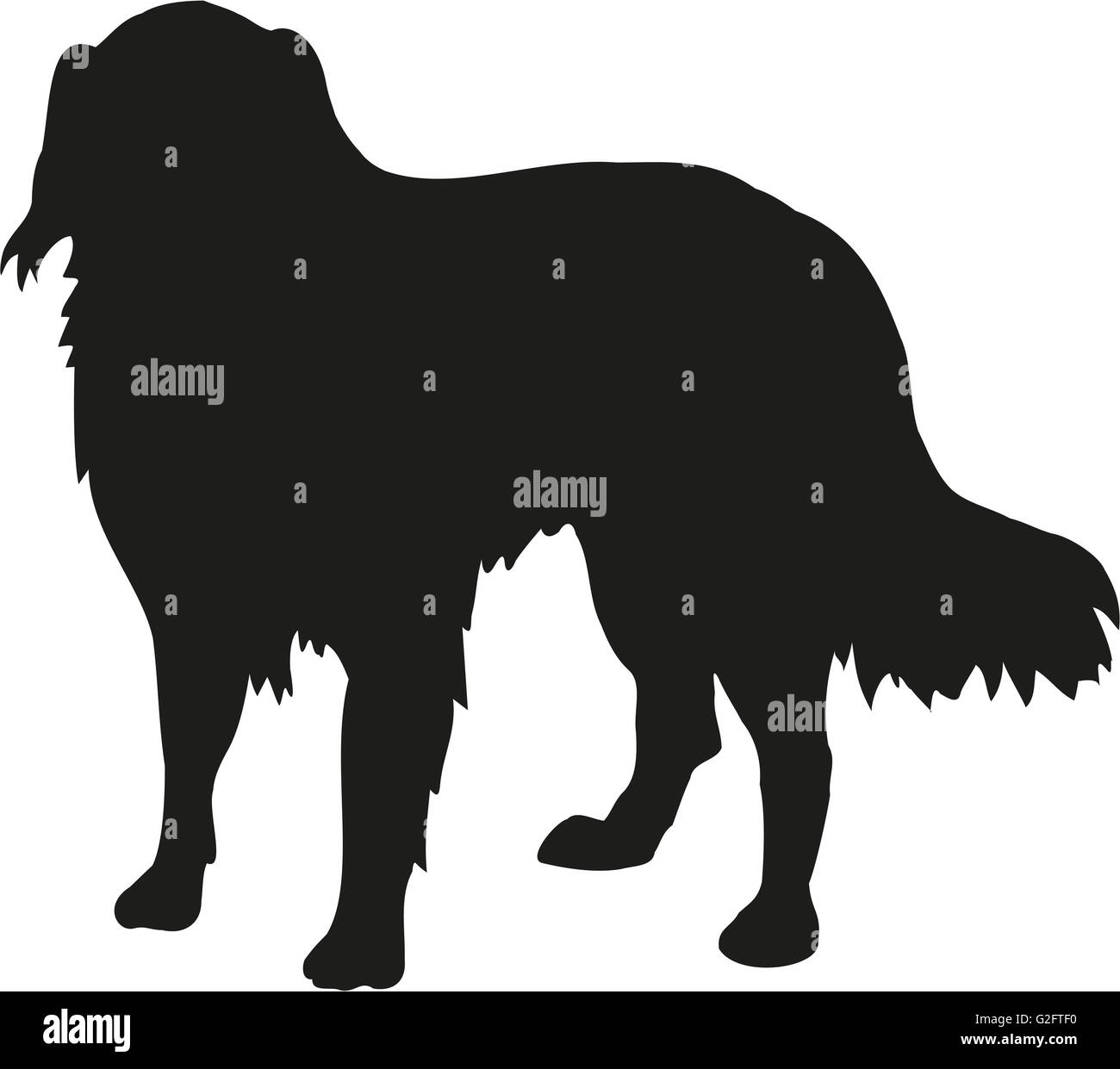 Australian Shepherd silhouette Stock Photo - Alamy