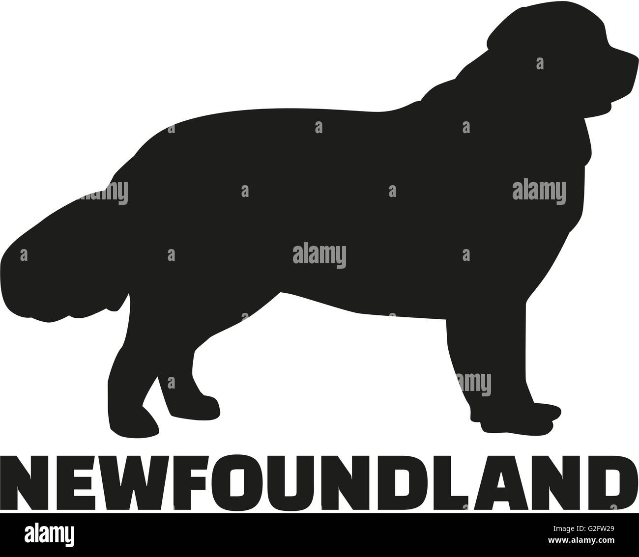 Newfoundland with breed name Stock Photo