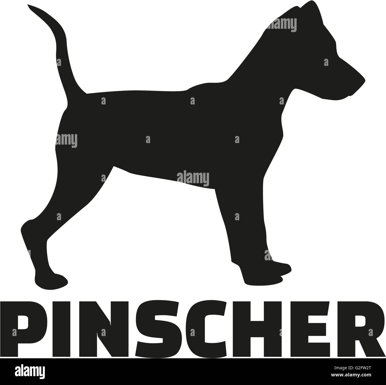 Pinscher with breed name Stock Photo Alamy