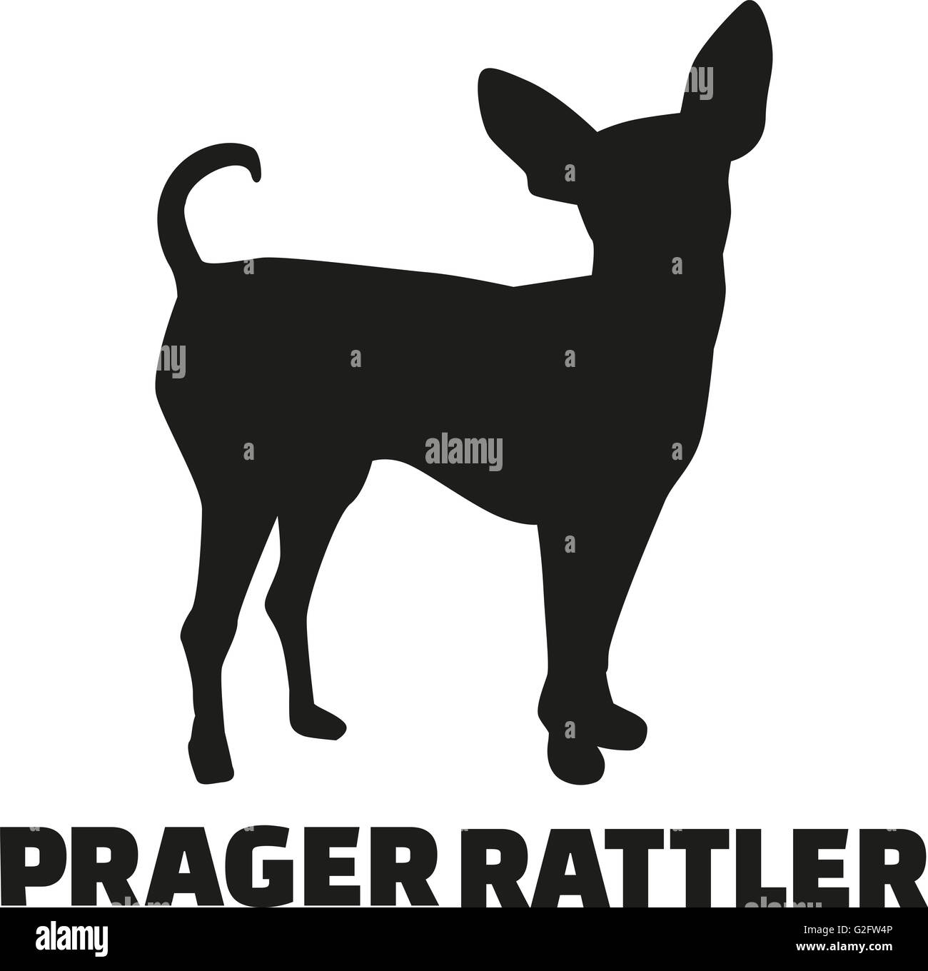 Prague ratter with german breed name Stock Photo