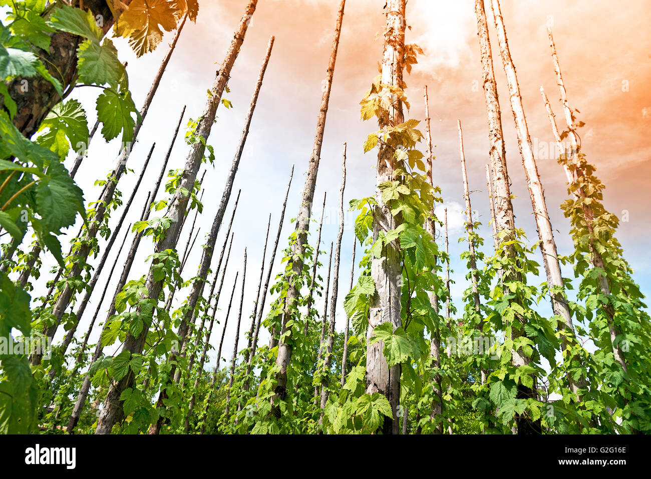 traditional hop field with hop-pole at sun down Stock Photo