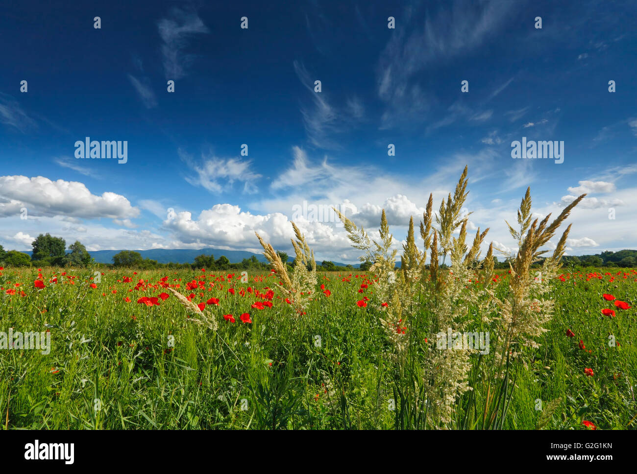 Beautiful poppy field hi-res stock photography and images - Alamy